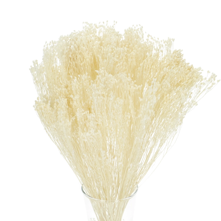Dried flowers - white Broom Bloom - bleached bunch