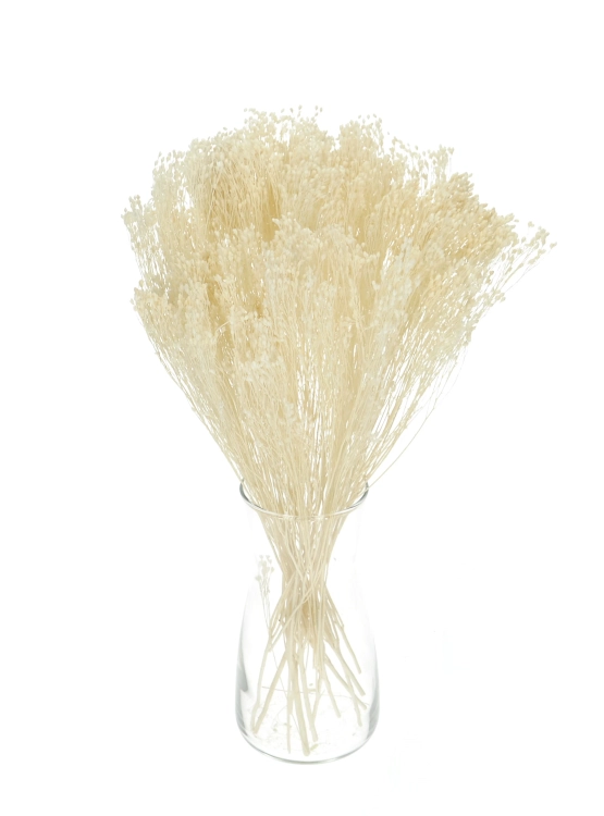 Dried flowers - white Broom Bloom - bleached bunch
