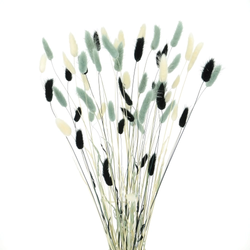 Getrockneter Lagurus - Satz schwarz, grau, weiß