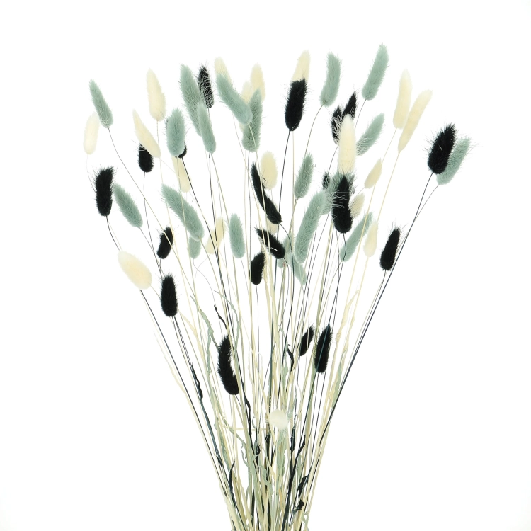 Dried lagurus mix - black, grey, white