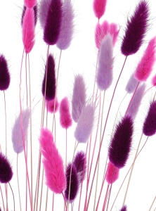 Dried lagurus mix - lilac, fuchsia, purple