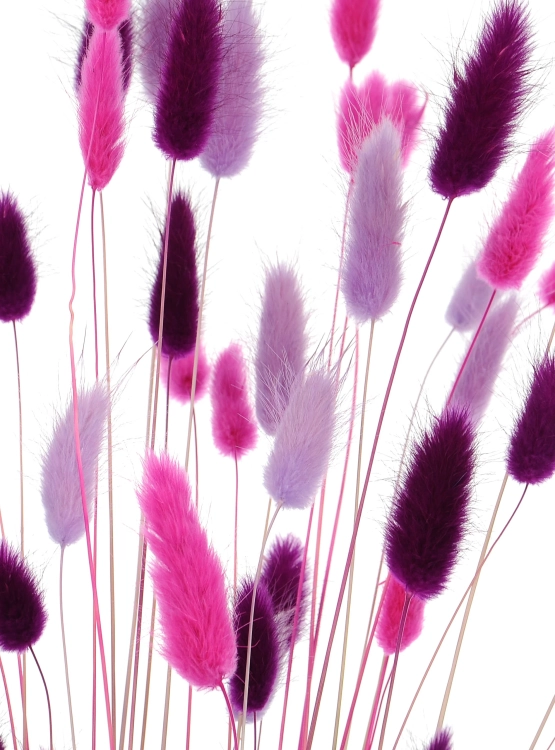 Getrockneter Lagurus - Satz heidekraut, fuchsia, violett