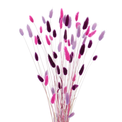 Getrockneter Lagurus - Satz heidekraut, fuchsia, violett