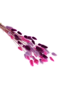 Dried lagurus mix - lilac, fuchsia, purple