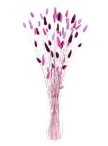 Getrockneter Lagurus - Satz heidekraut, fuchsia, violett