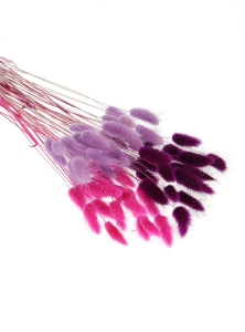 Getrockneter Lagurus - Satz heidekraut, fuchsia, violett