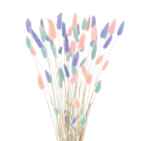 Dried lagurus mix - baby blue, pink, lavender 