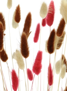 Dried lagurus mix - natural, red, brown