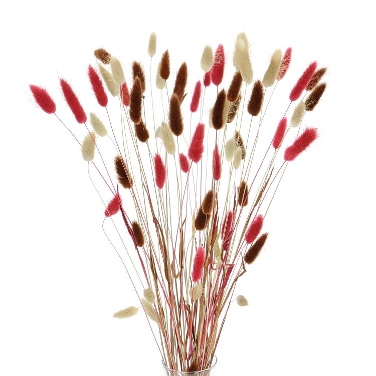 Dried lagurus mix - natural, red, brown