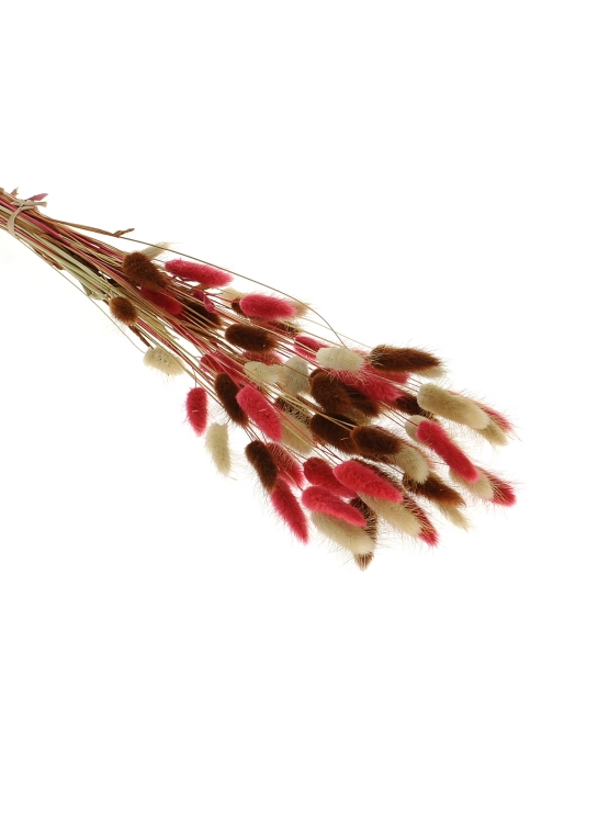 Dried lagurus mix - natural, red, brown