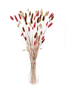 Dried lagurus mix - natural, red, brown