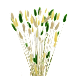 Dried lagurus mix - yellow, green, natural