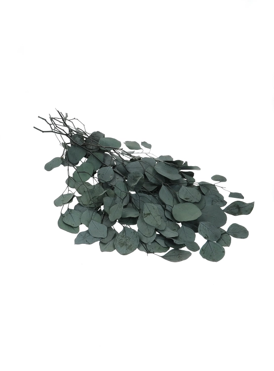 Eukalyptus Populus, stabilisiert, grün - Strauß