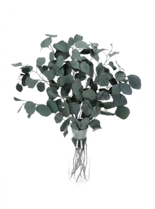 Eukalyptus Populus, stabilisiert, grün - Strauß