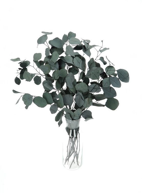 Preserved green Eucalyptus Populus - bunch