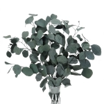 Preserved green Eucalyptus Populus - bunch 