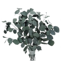 Preserved green Eucalyptus Populus - bunch 