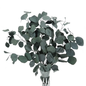 Preserved green Eucalyptus Populus - bunch