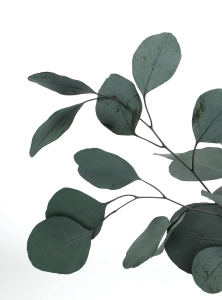 Eukalyptus Populus, stabilisiert, grün - Strauß