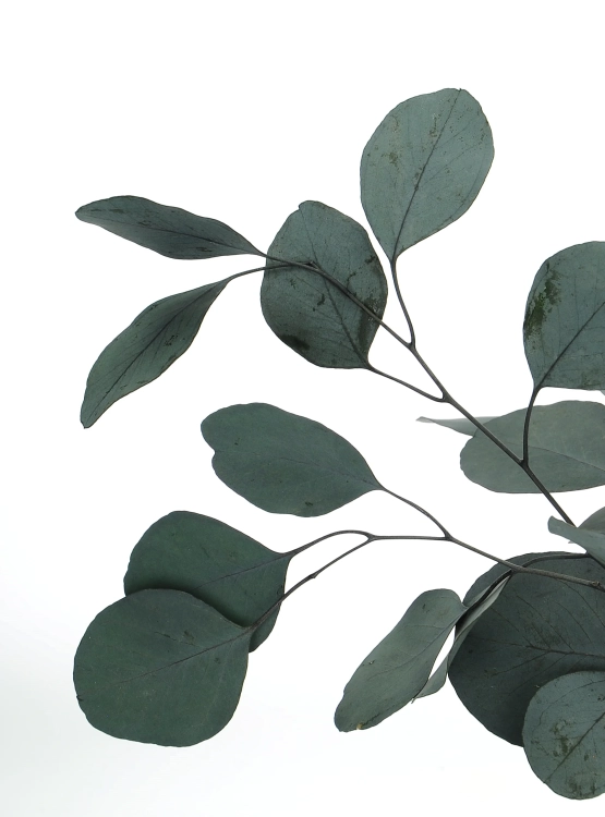 Preserved green Eucalyptus Populus - bunch