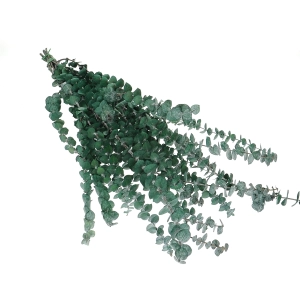 Preserved green Eucalyptus Baby - bunch
