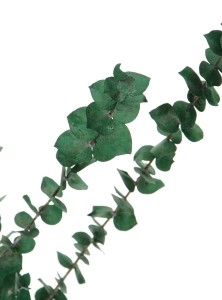 Preserved green Eucalyptus Baby - bunch