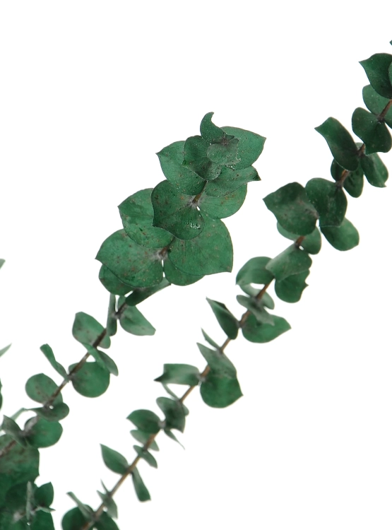 Preserved green Eucalyptus Baby - bunch