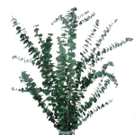 Preserved green Eucalyptus Baby - bunch 