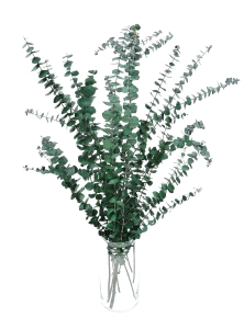 Preserved green Eucalyptus Baby - bunch