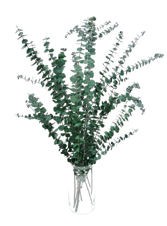 Preserved green Eucalyptus Baby - bunch