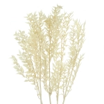 Ruscus (Mäusedorne), ecru - Strauß, 5 Stk. - Trockenblätter 