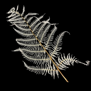 Dried bleached fern, 5 pcs.