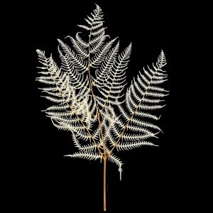Dried bleached fern, 5 pcs.
