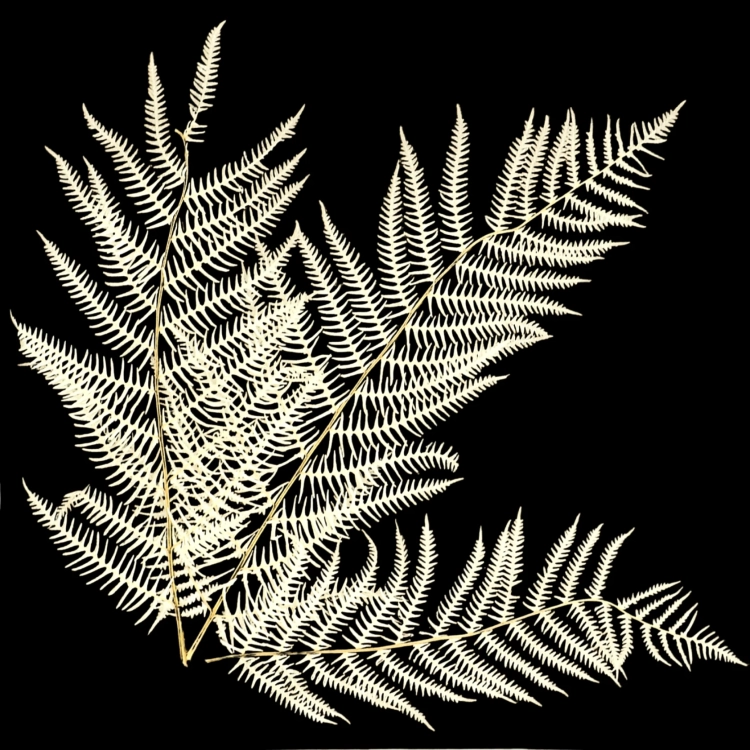 Dried bleached fern, 5 pcs.