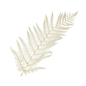 Dried bleached fern, 5 pcs.
