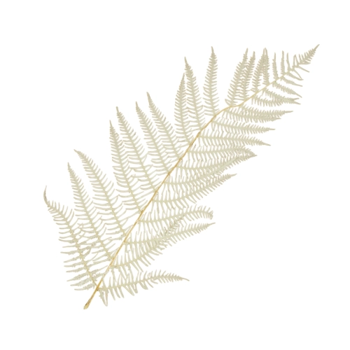 Dried bleached fern, 5 pcs.