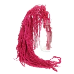 Preserved pink love-lies-bleeding, Amaranthus - bunch