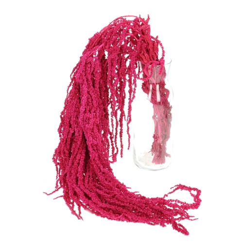 Preserved pink love-lies-bleeding, Amaranthus - bunch