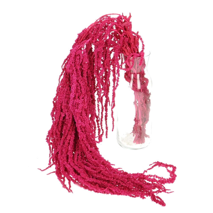 Preserved pink love-lies-bleeding, Amaranthus - bunch