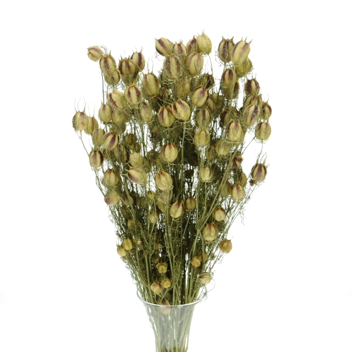 Jungfer im Grünen (Nigella), natürlich - Strauß - Trockenblumen