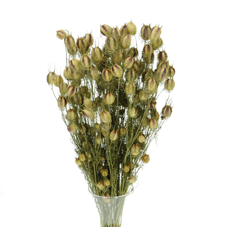 Jungfer im Grünen (Nigella), natürlich - Strauß - Trockenblumen