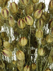 Jungfer im Grünen (Nigella), natürlich - Strauß - Trockenblumen