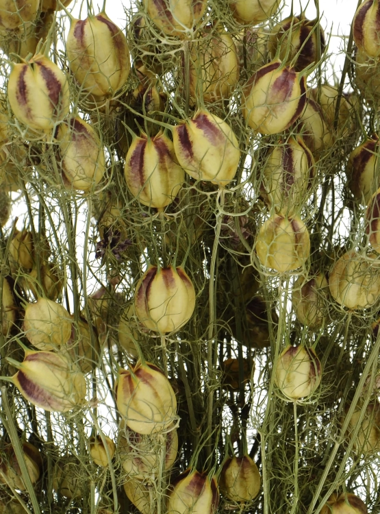 Jungfer im Grünen (Nigella), natürlich - Strauß - Trockenblumen