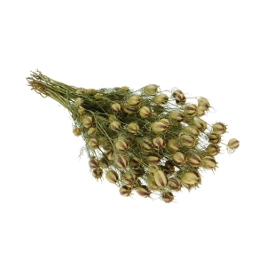 Jungfer im Grünen (Nigella), natürlich - Strauß - Trockenblumen