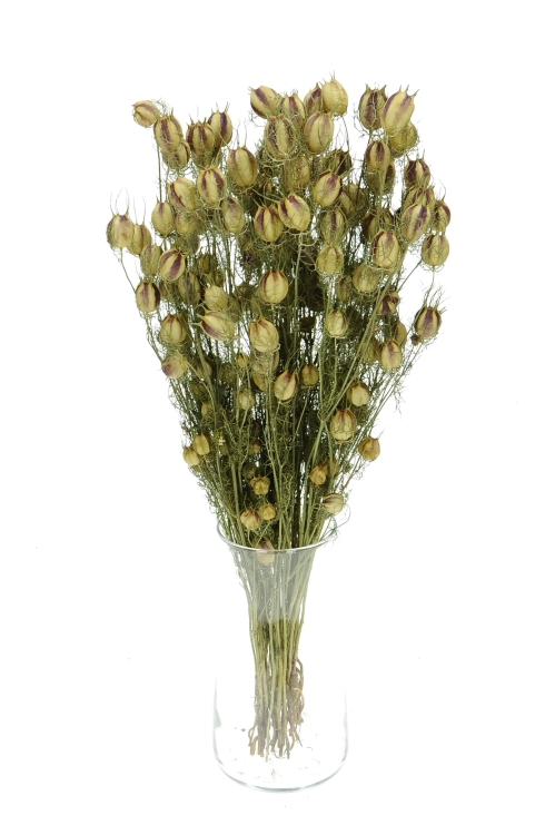 Jungfer im Grünen (Nigella), natürlich - Strauß - Trockenblumen
