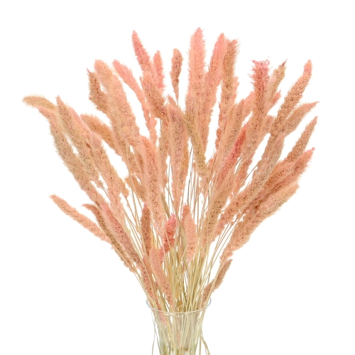Dried pink Setaria - decorative grass ~30 szt.
