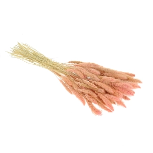 Setaria (Borstenhirse), rosa - Strauß, ~30 Stück - Trockengräser