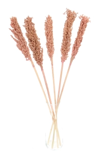 Suszone sorgo różowe ~5 szt. - suszone trawy