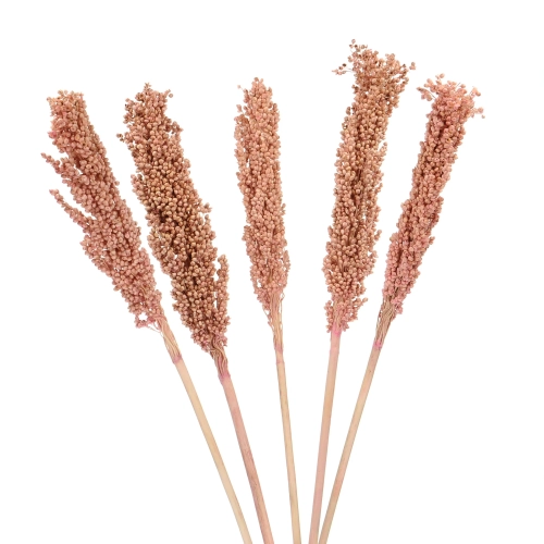 Sorghum, rosa - Strauß 5 Stk. - Trockengräser
