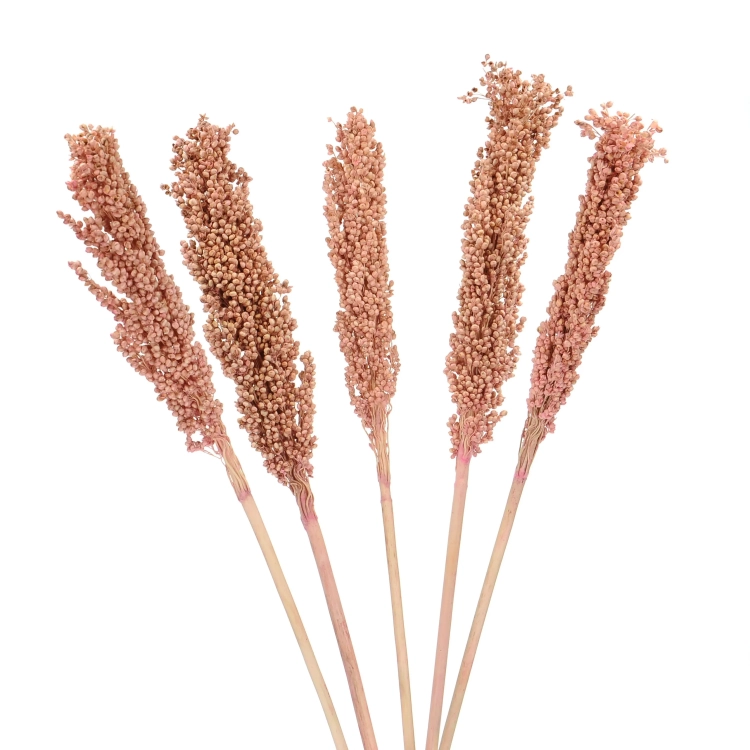 Suszone sorgo różowe ~5 szt. - suszone trawy